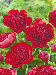 Pivoine Red Charm