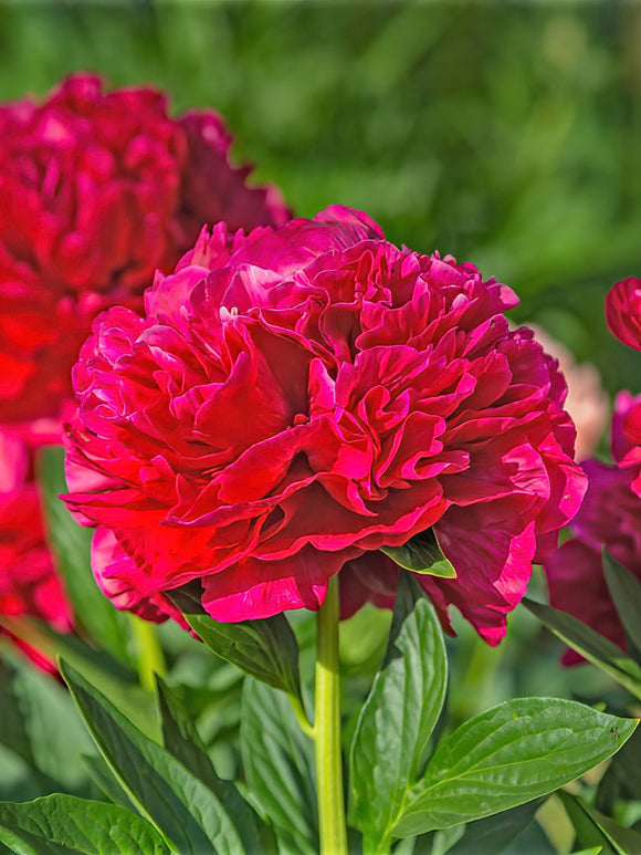 Acheter Pivoine Red Charm