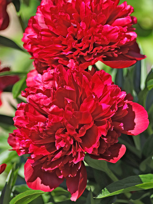 Pivoine Red Grace
