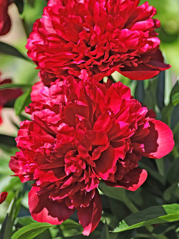 Pivoine Red Grace