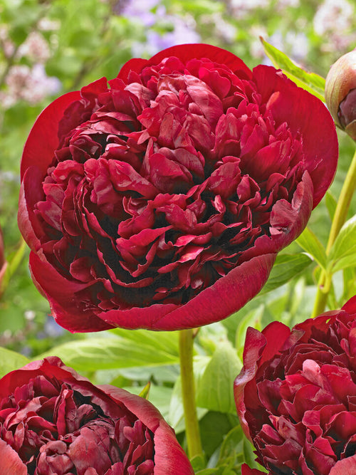 Acheter Pivoine Red Grace