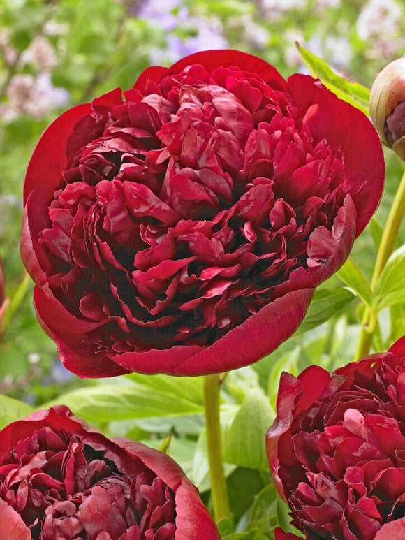 Acheter Pivoine Red Grace