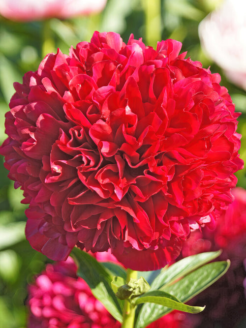 Acheter Pivoine Red Grace