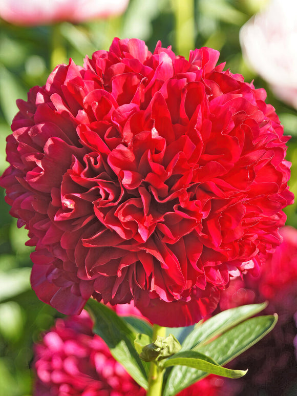 Acheter Pivoine Red Grace
