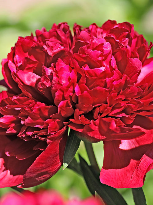Acheter Pivoine Red Grace