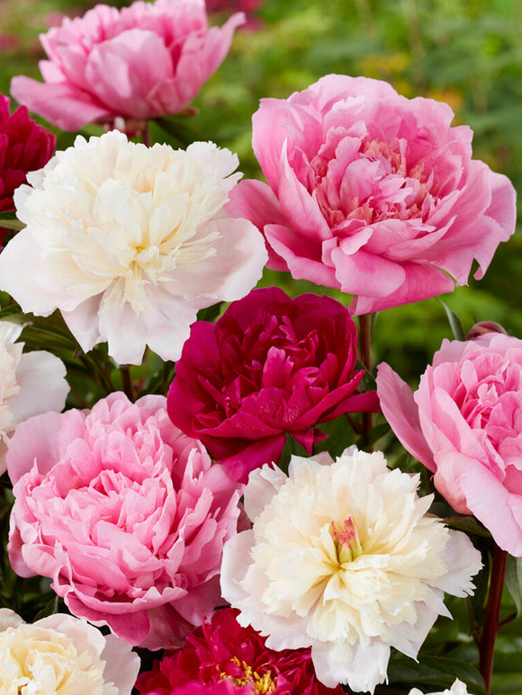 Achat Pivoine Rosette Collection