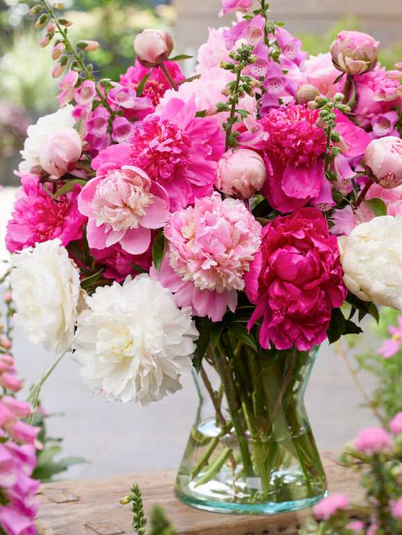 Pivoine Rosette Collection plantation d'automne