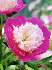 Pivoine Santa Fe