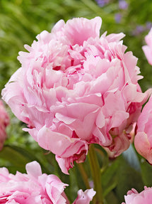 Pivoine Sarah Bernhardt