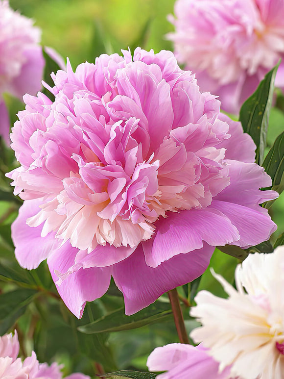 Pivoine Sorbet