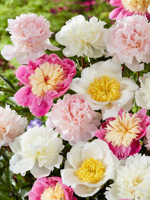 Pivoine Sweet Caroline Collection