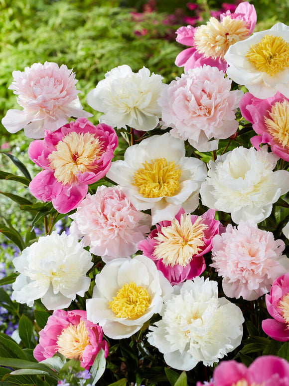 Achat Pivoine Sweet Caroline Collection plantation d'automne