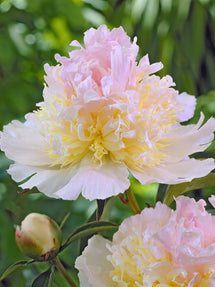 Pivoine Top Brass