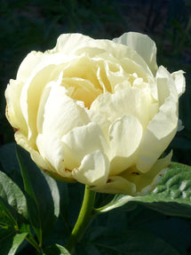 Pivoine Vanilla Schnapps