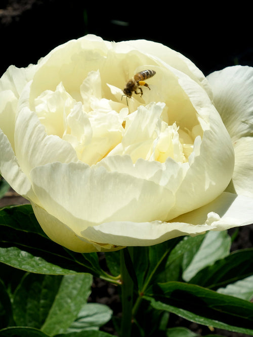 Pivoine Vanilla Schnapps floraison printanière