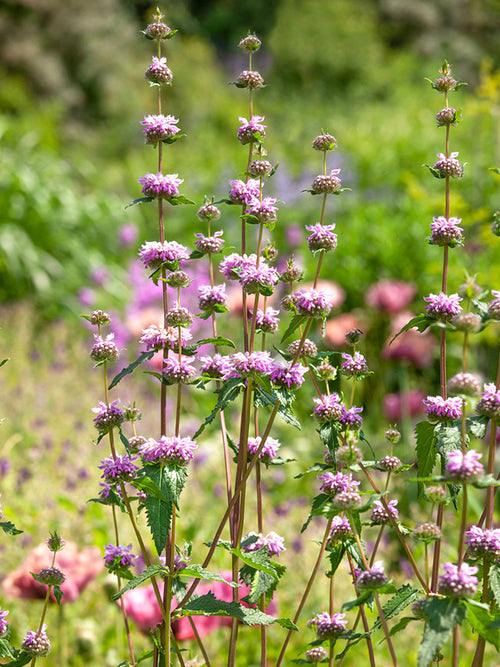 Flamingo bronze Jerusalem Sage