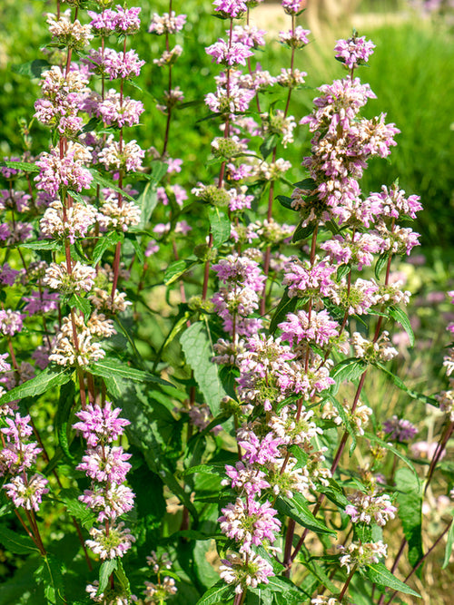 Phlomis tuberosa 'Bronze Flamingo', Jerusalem Sage