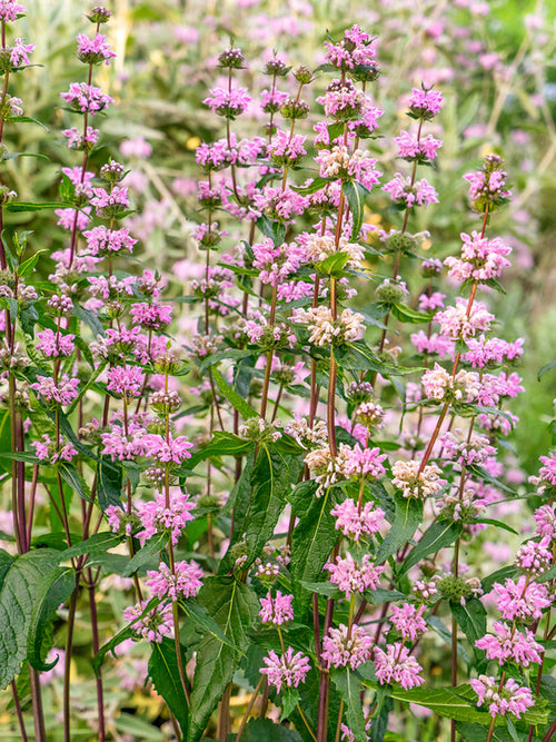 Phlomis tuberosa Bronze Flamingo