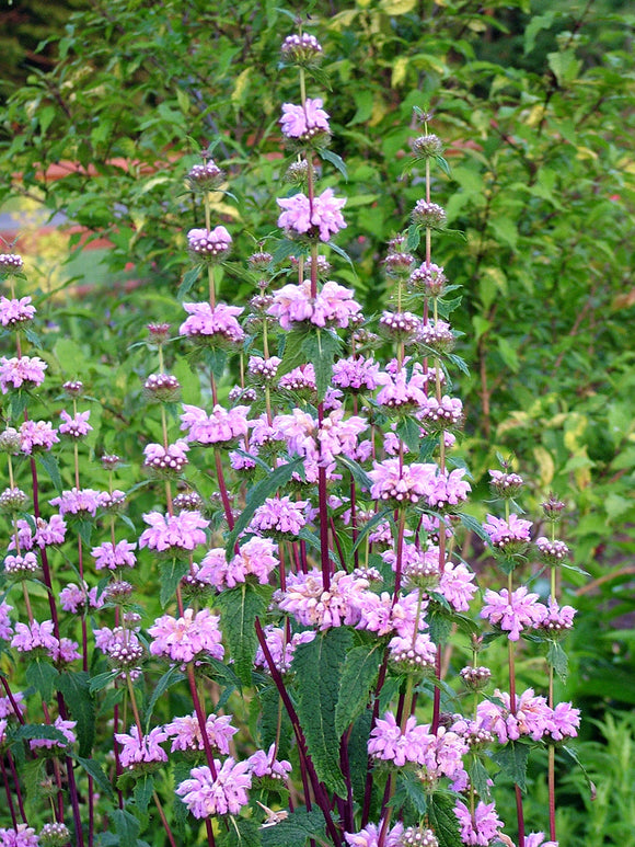 Acheter Phlomis tuberosa Bronze Flamingo aus Holland