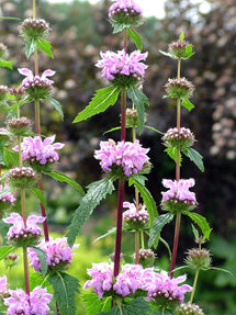 Phlomis tuberosa Bronze Flamingo (Sauge de Jérusalem)