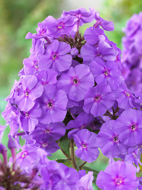 Phlox Amethyst - Achat Racines nues 