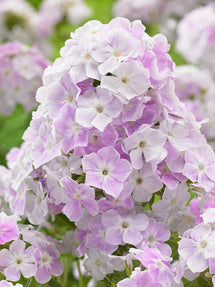 Phlox Cool Water