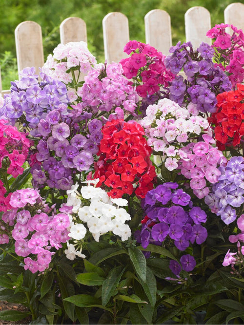 Acheter Mélange de phlox