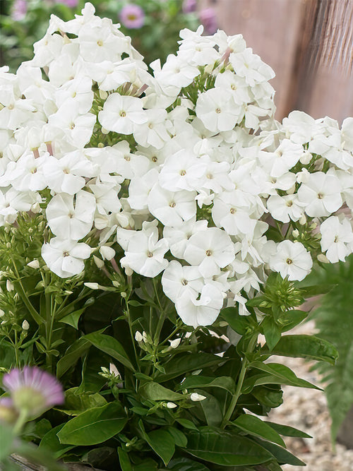 Phlox Pina Colada - Achat Racines nues 