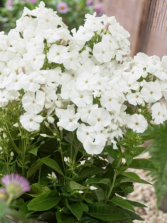 Phlox Pina Colada - Achat Racines nues 