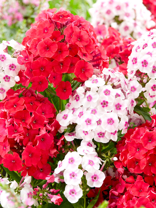 Collection Phlox Strawberry Cake