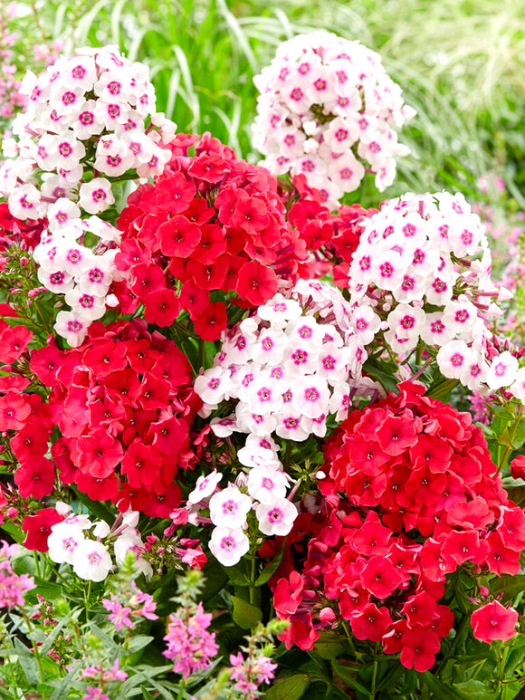 Collection Phlox Strawberry Cake