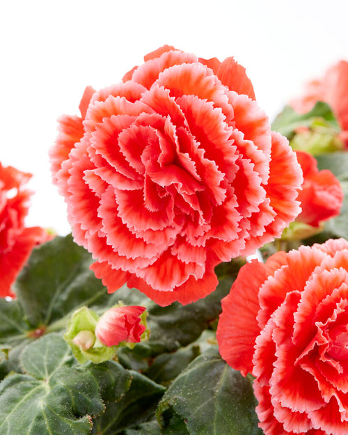 Picotee Lace Red Bégonia bulbes de Hollande
