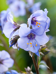 Polémoine Heaven Scent