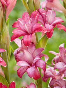 Tubéreuse NCYU CHERRY (Polianthes)