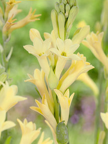 Tubéreuse Jaune (Polianthes)