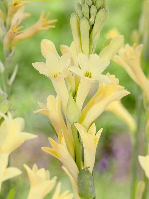 Tuberose Yellow (Polianthes) bulbs for Spring Planting