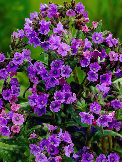 Pulmonaria Smokey Blue - Expédié sous forme de racines nues au printemps