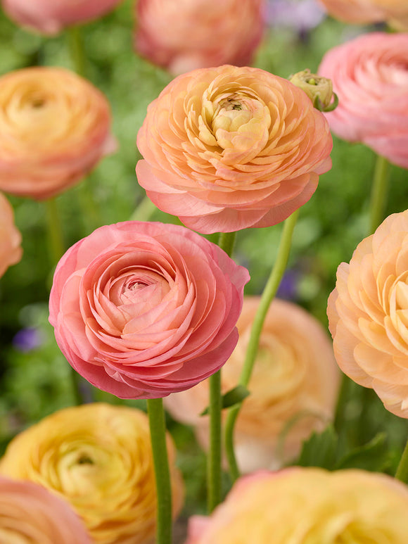 Acheter Renoncule Amandine Peach Salmon