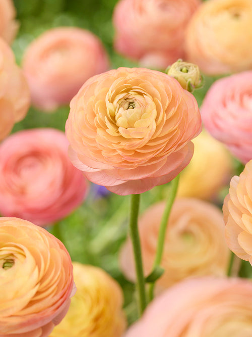 Renoncule Amandine Peach Salmon