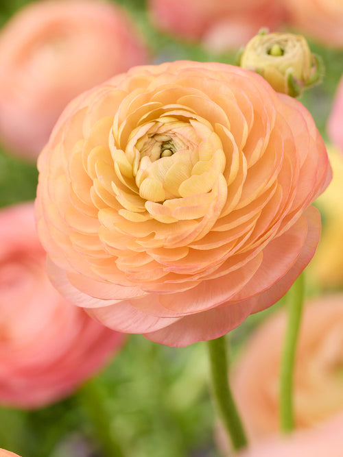 Renoncule Amandine Peach Salmon