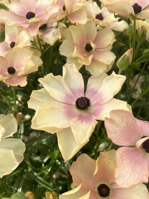 Achat Renoncule Butterfly Hestia online de DutchGrown