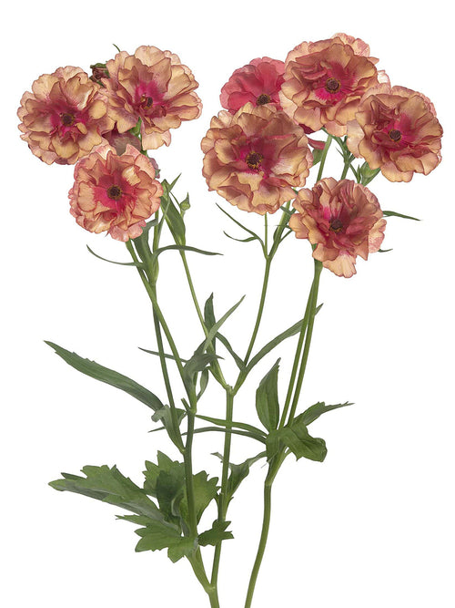 Renoncule Butterfly Musa floraison printanière