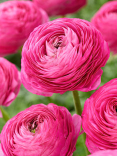 Renoncule Rose