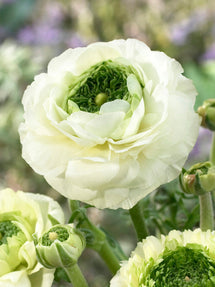 Renoncule Reinette Crème