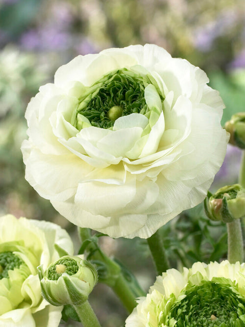 Renoncule Reinette Crème