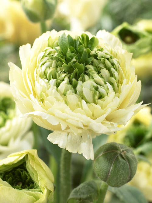 Acheter Renoncule Reinette Crème