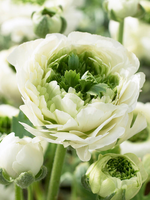 Renoncule Reinette Crème