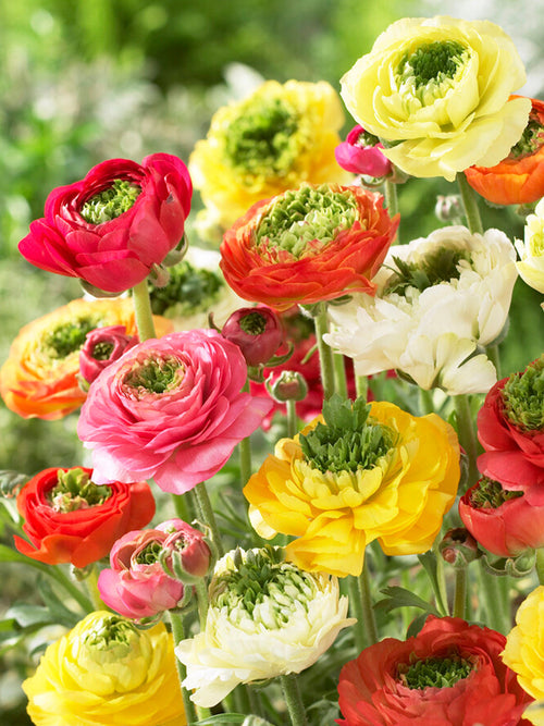 Acheter Renoncule Reinette Mélange