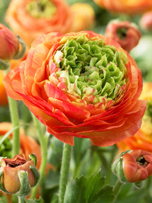 Renoncule Reinette Orange
