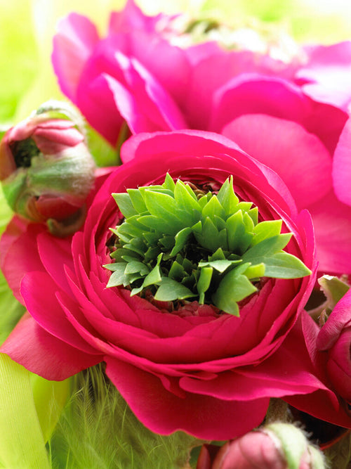 Acheter Renoncule Reinette Rose